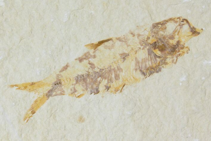 Detailed Fossil Fish (Knightia) - Wyoming #120373